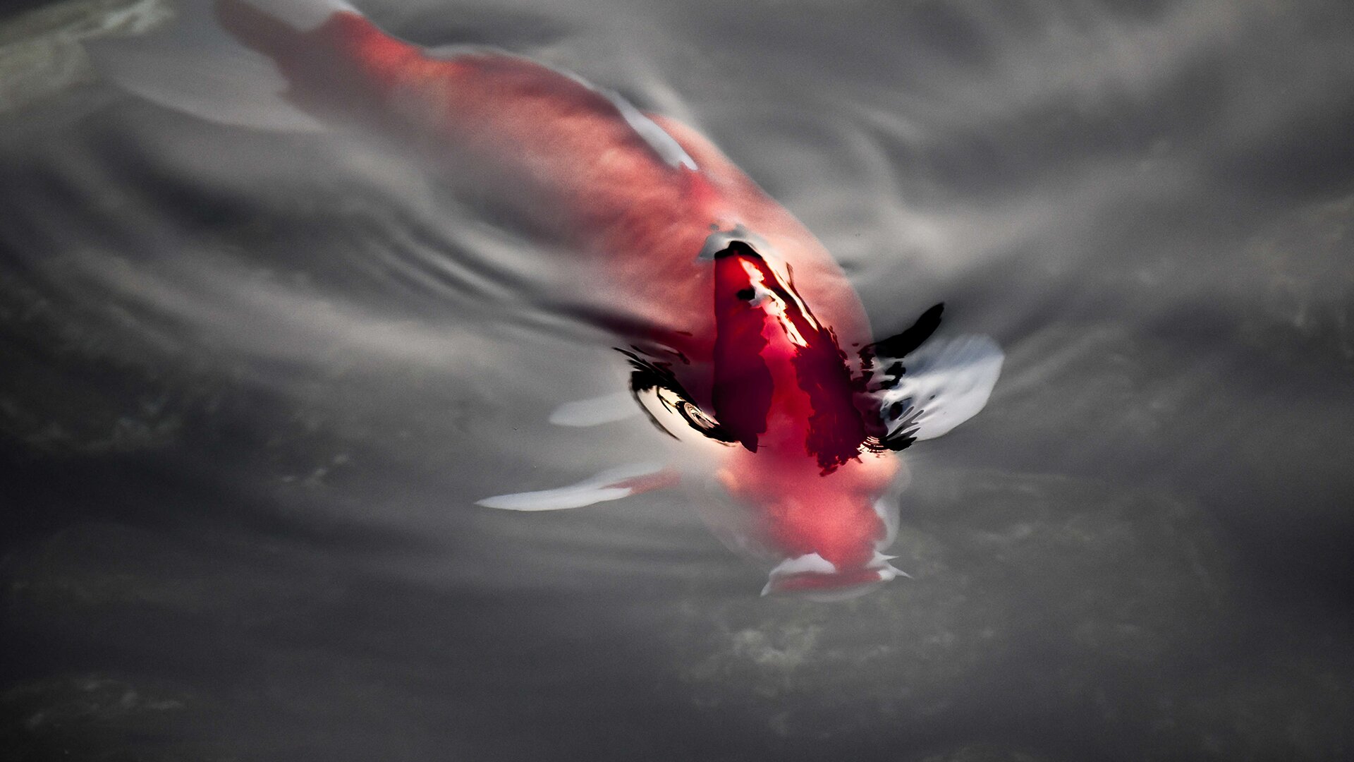 A koi fish swimming in water