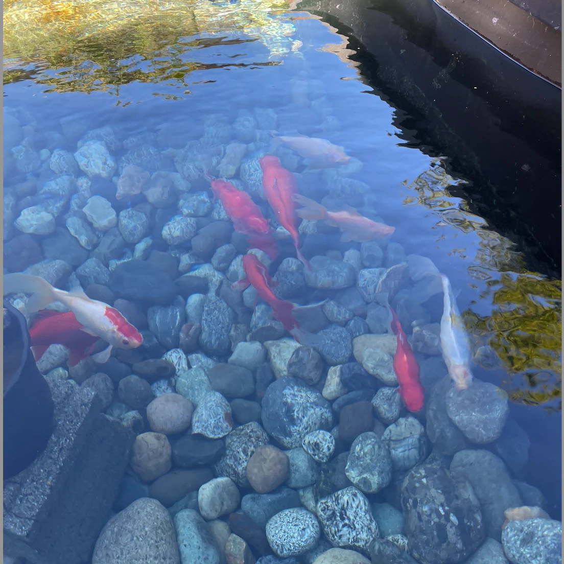Fish in the pond