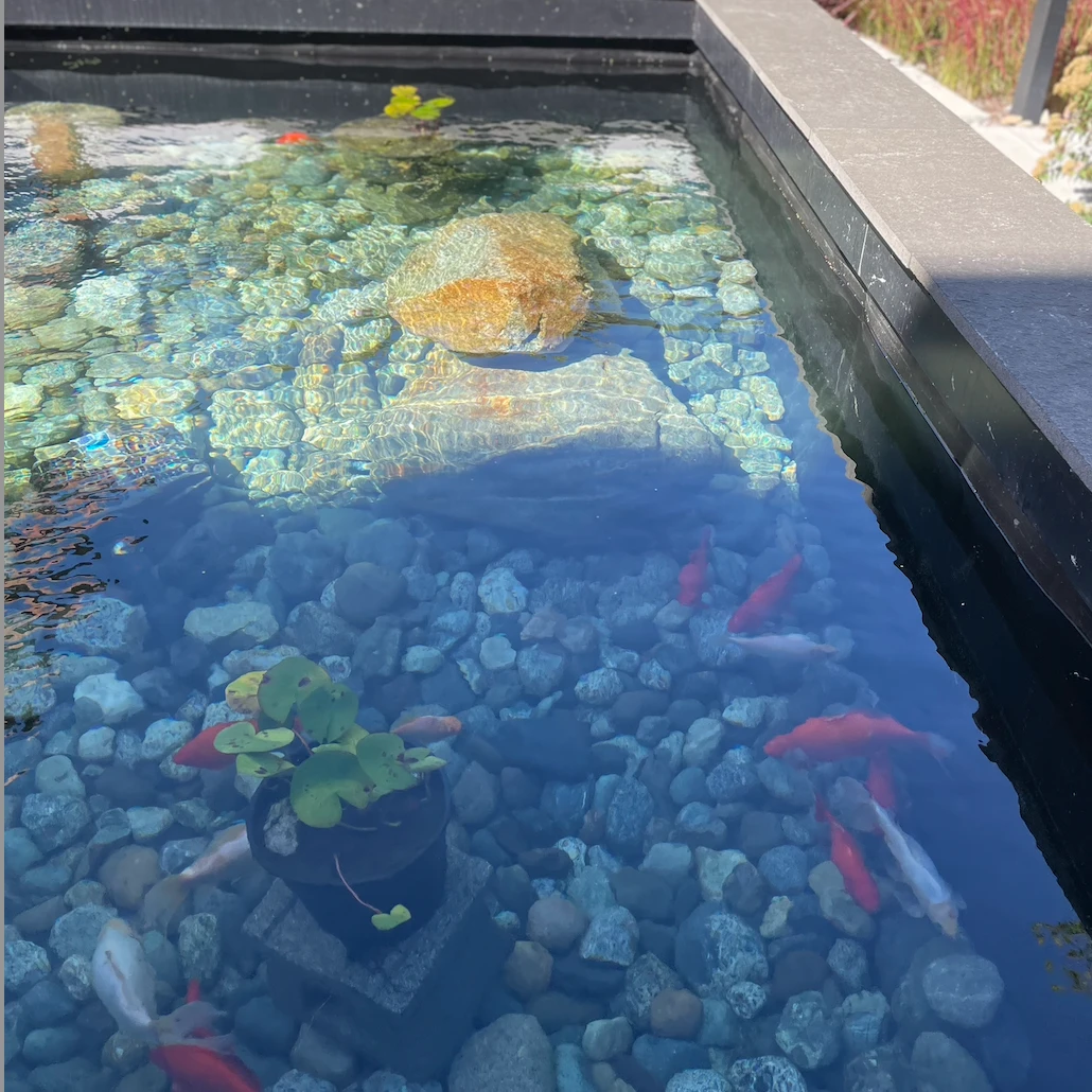 Fish in the pond at Wisteria Place
