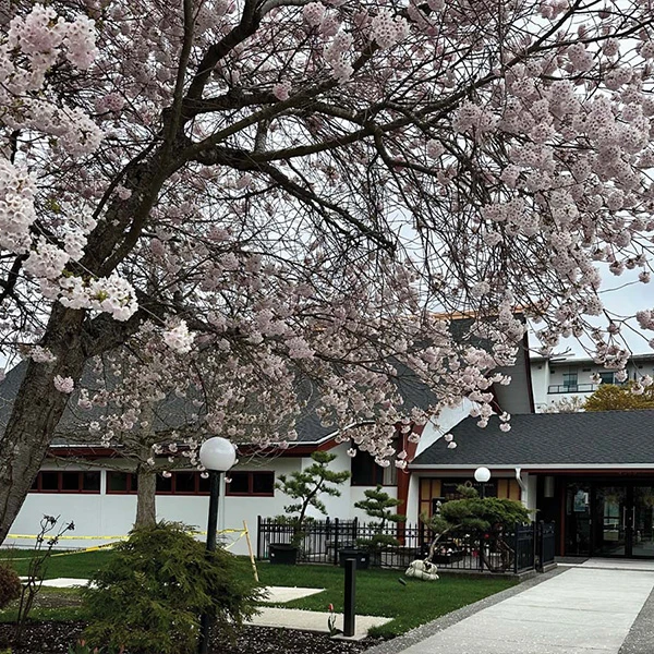 Flowers on a tree blooming