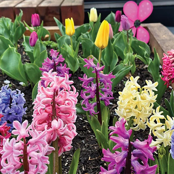 Flowers in a garden bed blooming